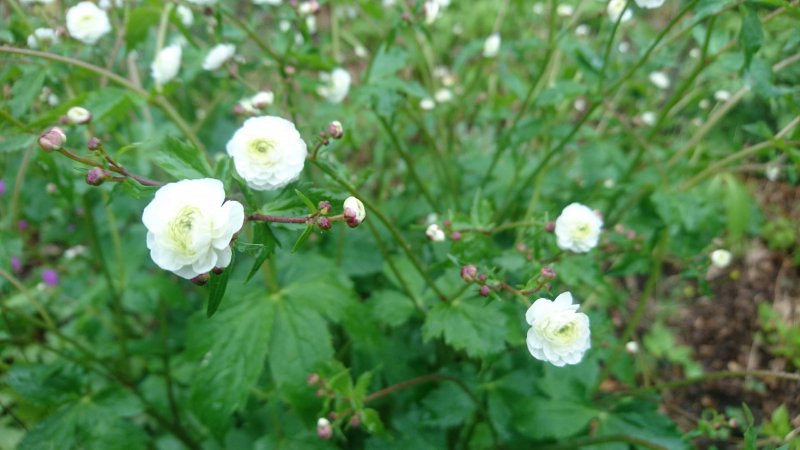 Ranunculus aconitifolius 'Pleniflorus' Morsiusleinikki